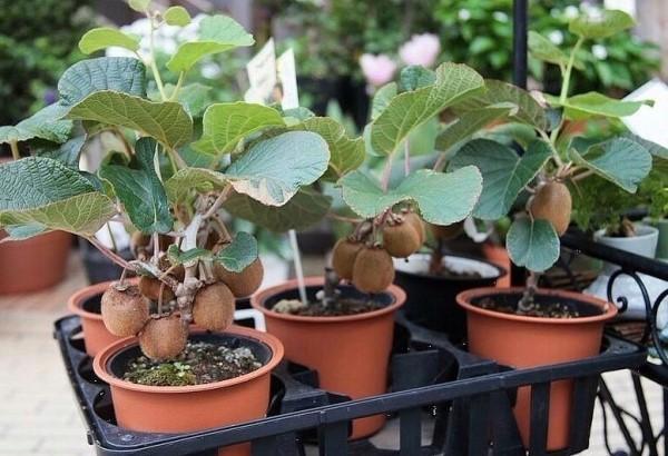Kiwi en pot