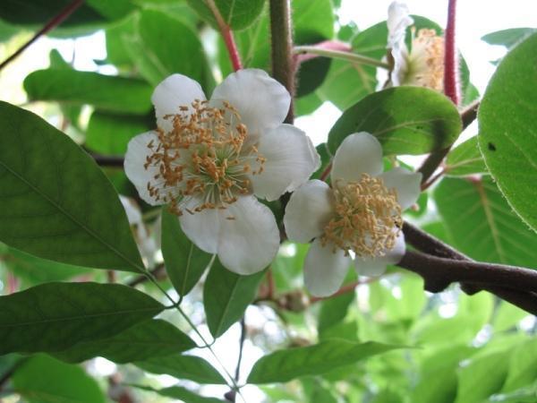 Fleurs de kiwi