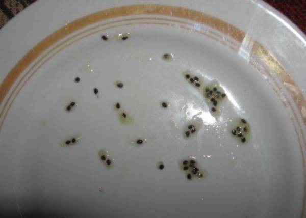 graines de kiwi