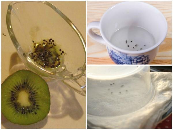 Graine de kiwi