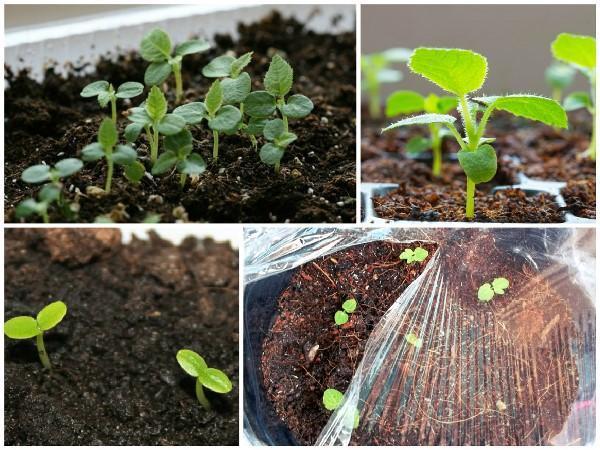 Processus de germination des graines de kiwi