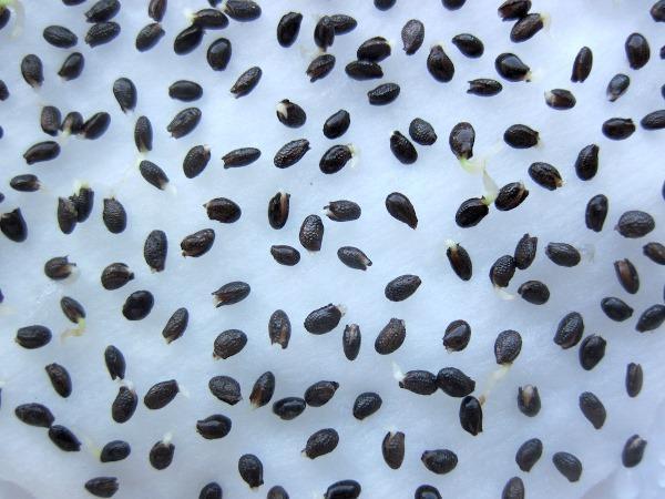 Graines de kiwi germées