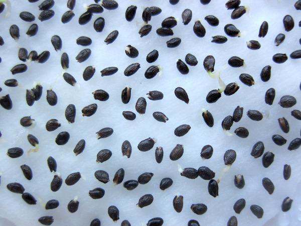 Semillas de kiwi germinadas