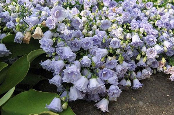 Campanula cochleariifolia