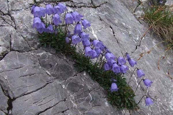 Campana de los Cárpatos en condiciones naturales.