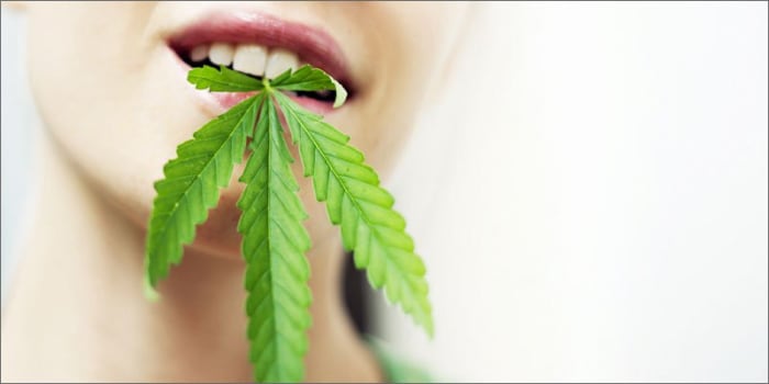 في حين أن THC و CBD كلاهما من المواد الطبيعية المخدرة الموجودة في القنب - فإن لهما خصائص مختلفة جدًا. THC هو المركب النفسي الأساسي الموجود في القنب وهذا هو السبب في أن الماريجوانا تمنحك النشوة الجسدية. CBD من ناحية أخرى لا يسممك ويمكن بدلاً من ذلك مواجهة القلق الناتج عن THC مع الاستمرار في تقديم الفوائد الطبية.