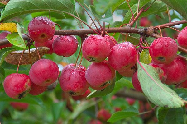 manzanas pequeñas de postre