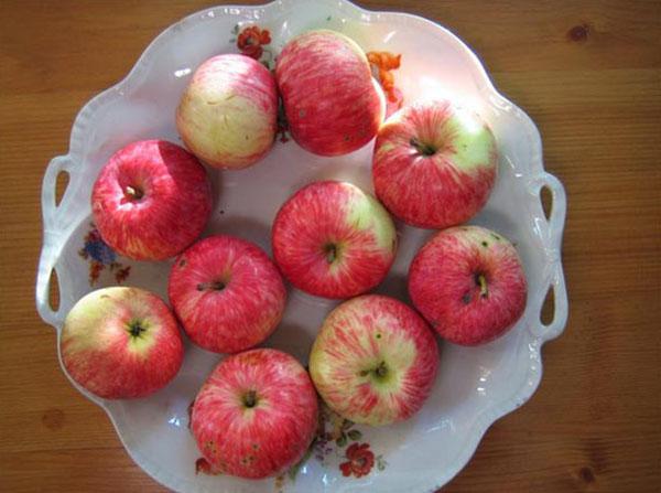 frutos maduros de la variedad de manzano Grushovka Moskovskaya