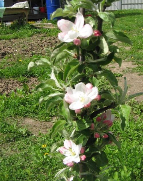 fleur de pommier