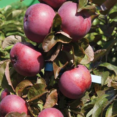fruit