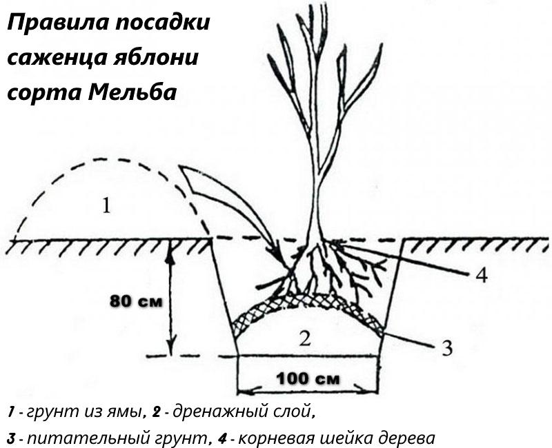 reglas para plantar una plántula de una variedad de manzano Melba