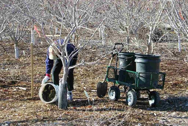 descripción del cuidado de melba del árbol de manzana