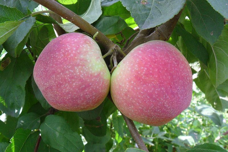 descripción de la fruta melba del manzano