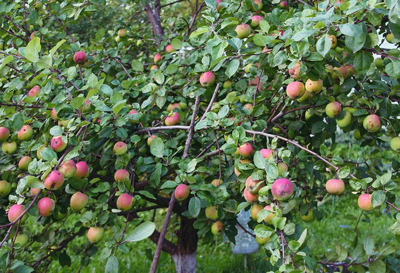 corona de manzana melba