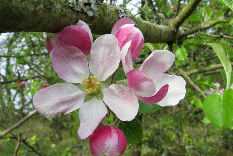 flores de melba de manzano