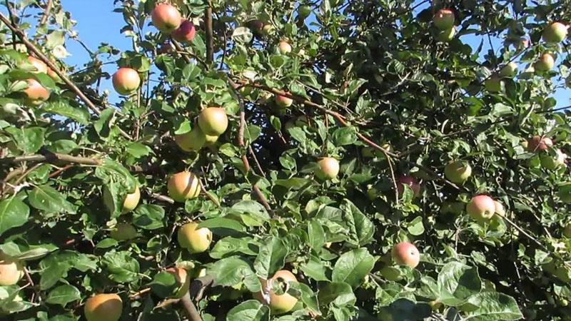 maduran los frutos del manzano melba