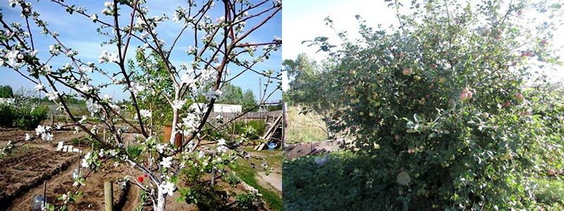 variedades de floración y fructificación Melba