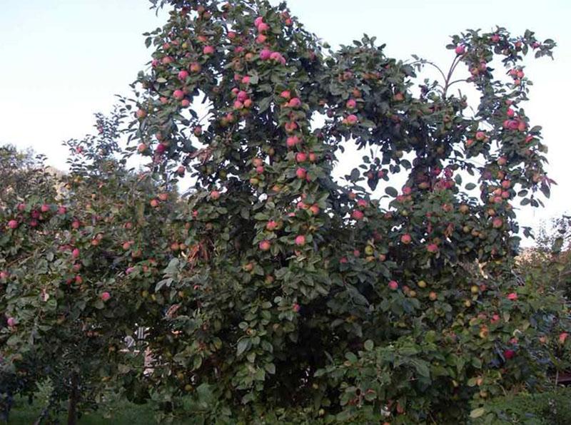 rendimiento de variedades de manzana Melba