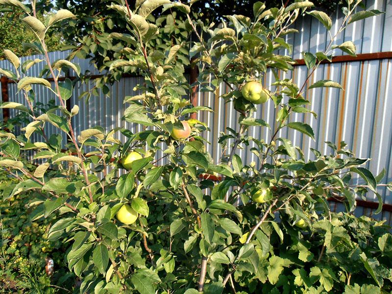 primera fructificación de la variedad melba