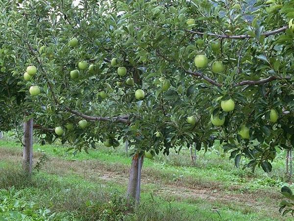 pommier Semerenko dans le jardin