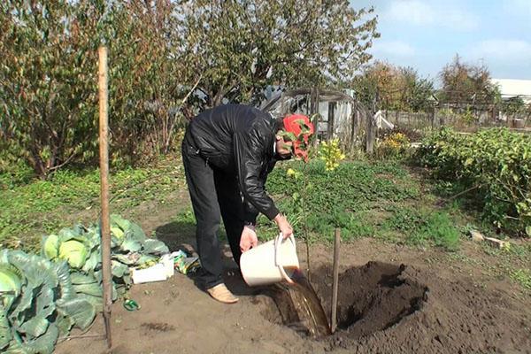 planter un pommier en automne