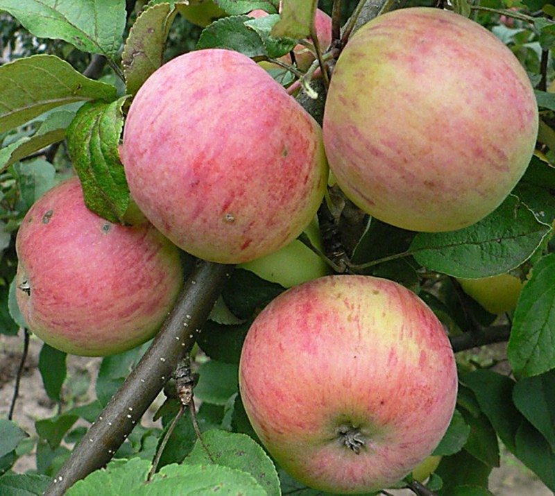 types de pomme safran