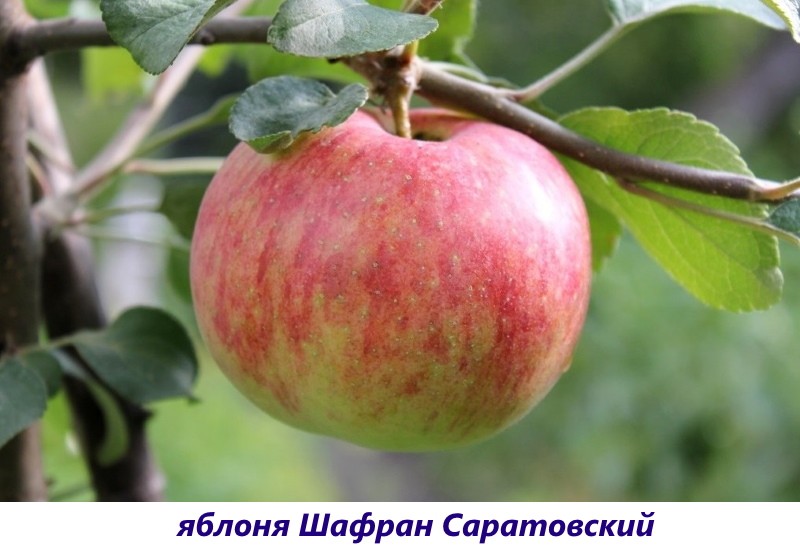 manzana azafrán saratovsky