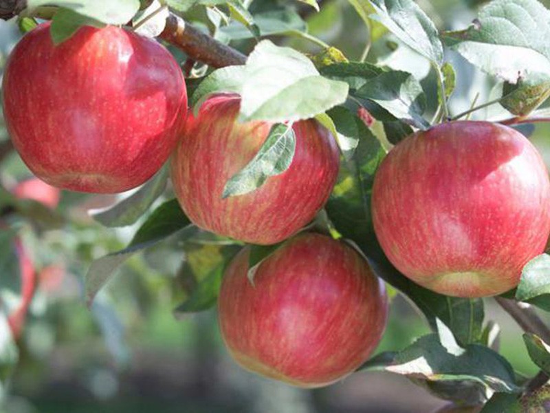 descripción de la variedad de manzana azafrán