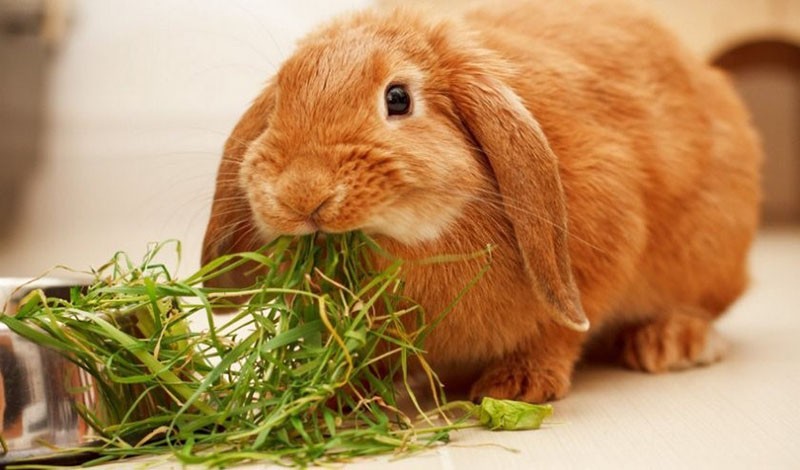 pasto fresco para conejos