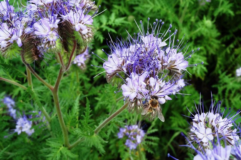 phacelia