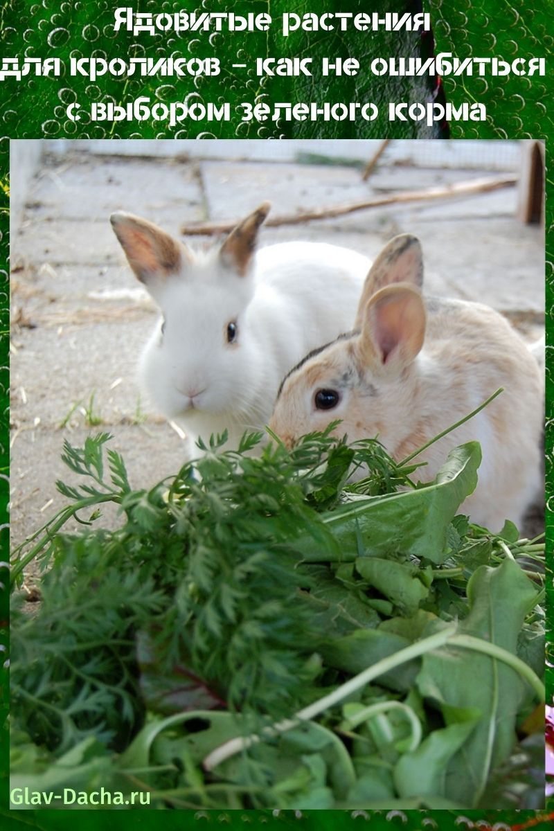 plantas venenosas para conejos