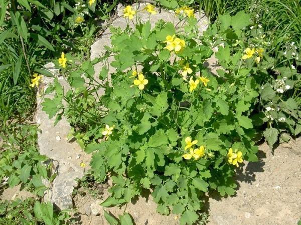 plante médicinale chélidoine