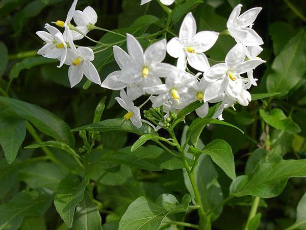 flores de sombra de noche de interior