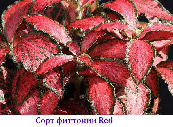 Variété Fittonia Rouge