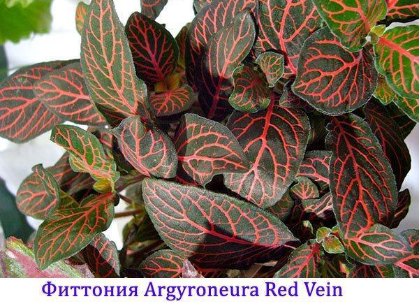 Fittonia argyroneura veine rouge