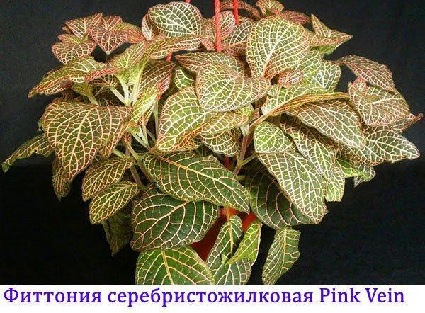 Veine rose veinée d'argent Fittonia