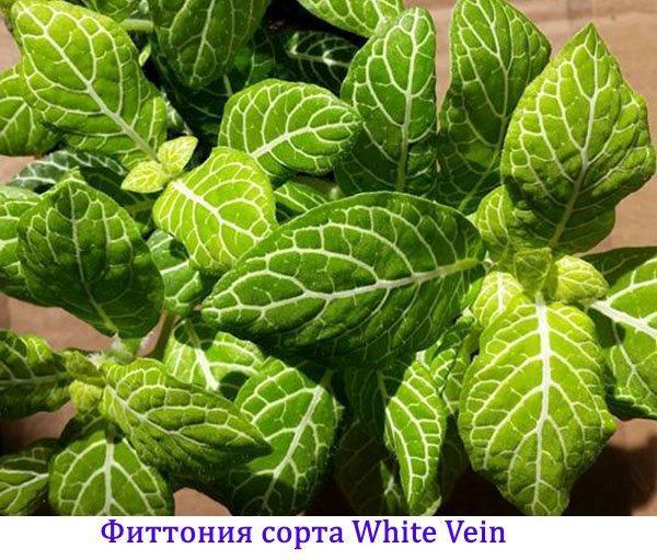 Variétés Fittonia White Vein