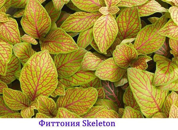 Fittonia Squelette