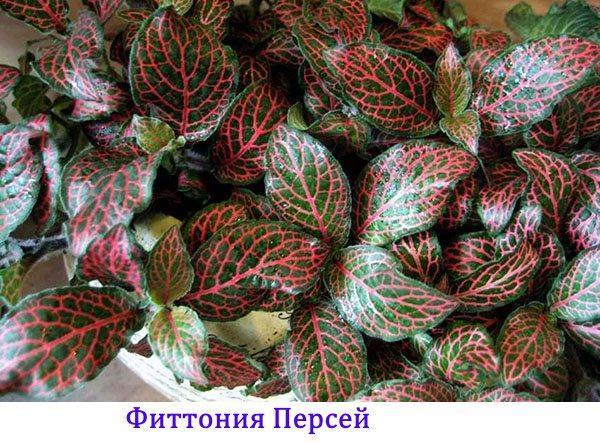 fittonia persée