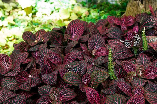 fittonia en fleurs