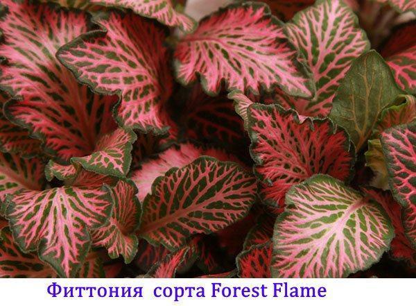 Fittonia de la variété Forest Flame