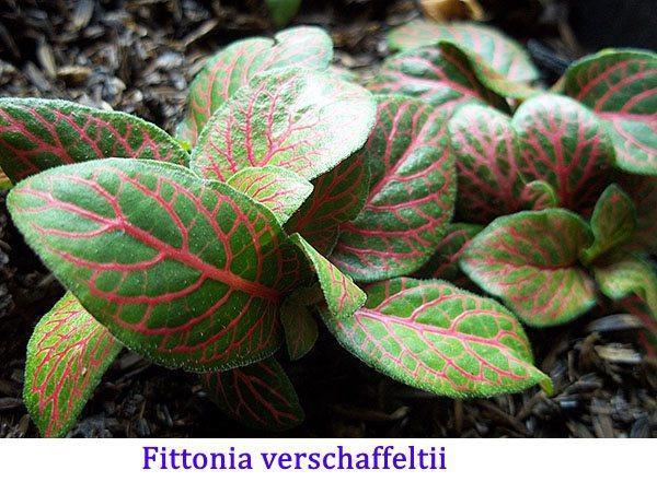 Fittonia verschaffeltii