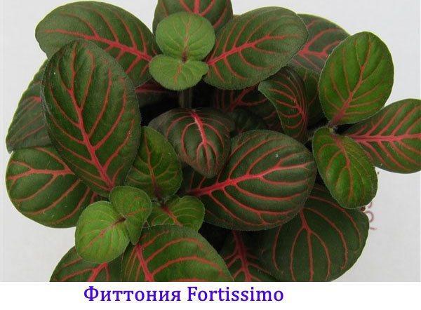 Fittonia Fortissimo