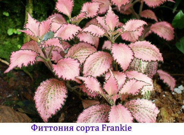 Fittonia Frankie