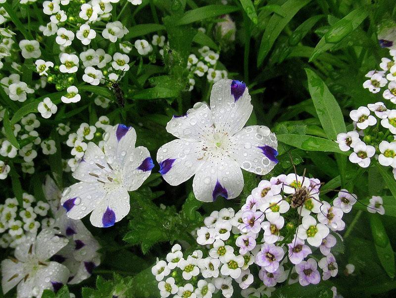 nemophila manchado