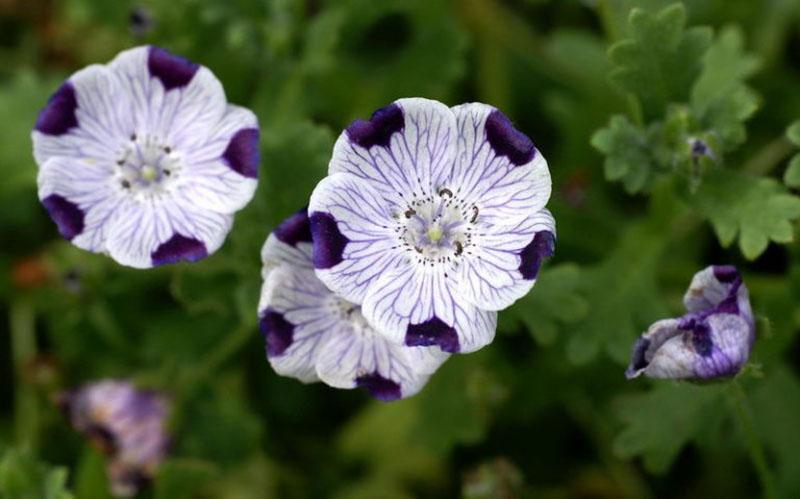 flor brillante