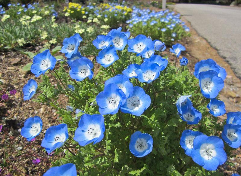 fleurs de nemophila pour les parterres de fleurs à la campagne