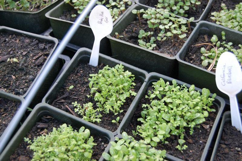 plántulas de semillas de nemophila