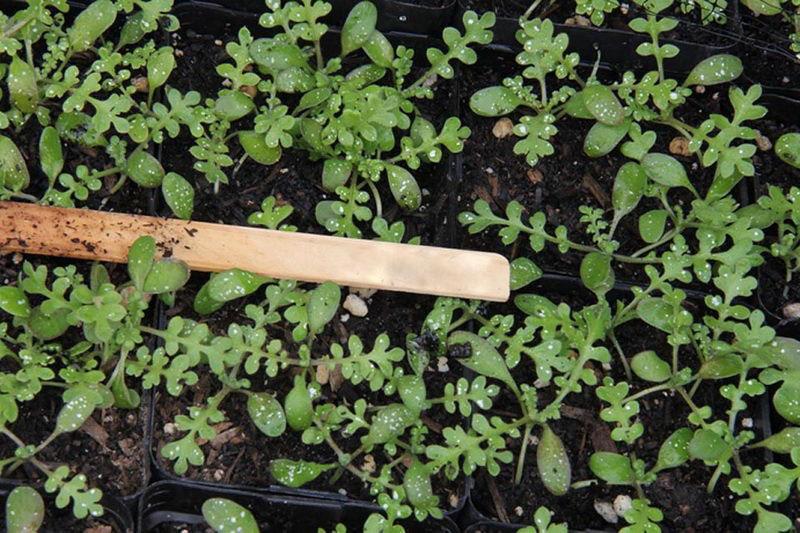 cuidado de las plántulas de nemophila