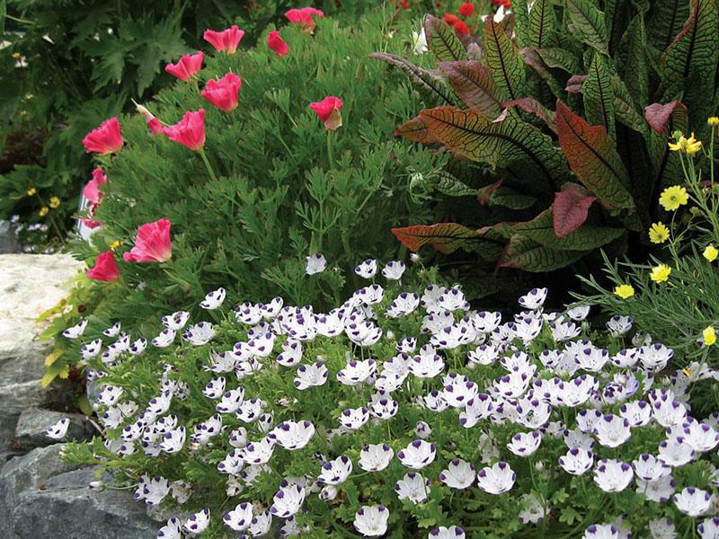 Composiciones de jardín con nemophila.